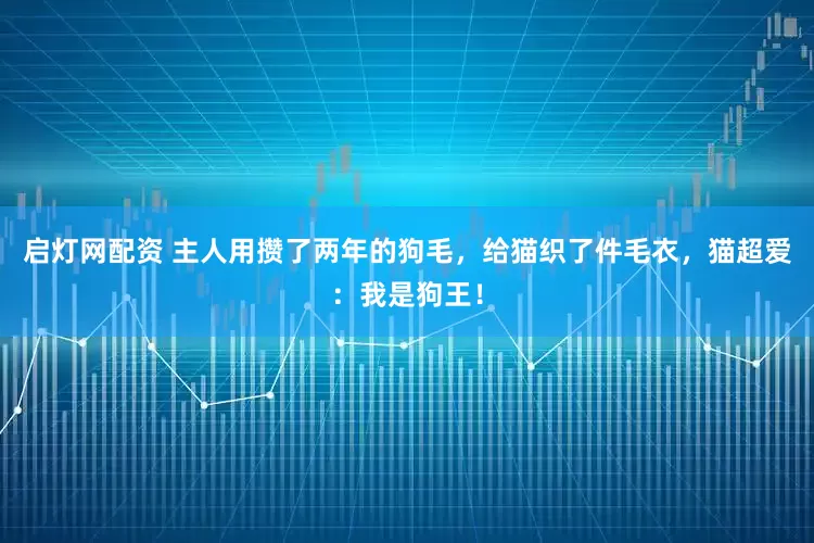 启灯网配资 主人用攒了两年的狗毛，给猫织了件毛衣，猫超爱：我是狗王！